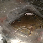 味あら井 - 30Kg越えのアラ  軽自動車より高いらしい笑