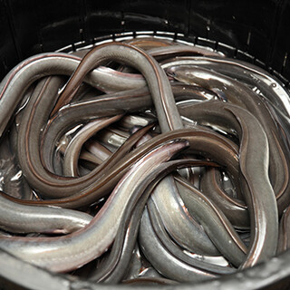 Our commitment to sourcing live eel every morning, raised in the Osumi region of Kagoshima!
