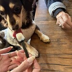 ジャージーの森 - 