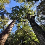 ゑびや大食堂 - 