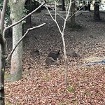 奈良ホテル - 朝はバルコニーから鹿が見れました