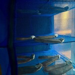 和味 志元 - 自家製からすみ