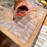 のどぐろ専門 銀座 中俣 - 