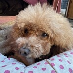 大衆酒場 晩杯屋 - 何か悲しい顔？ｗ