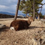 ふじたや - 野良鹿