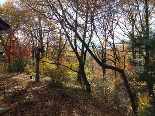 Teuchi Soba Shinano Ya Kichibee - 小上がり席より外の眺め秋