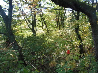 Teuchi Soba Shinano Ya Kichibee - 小上がり席より外を見る　山野草の宝庫