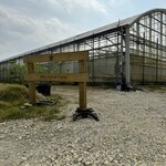 Blue Turtle Farm Mango Cafe - 