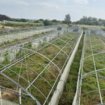 Blue Turtle Farm Mango Cafe - 