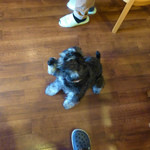 ポンポンマム - 愛犬ハル