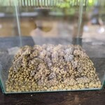 Segara Windhu Coffee Plantation - 