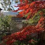 石葉 - 朝日を浴びる紅葉