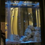 個室・和CUISINE 岬 - 熱帯魚の水槽