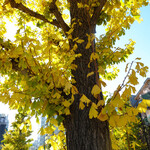 アレヴェリー テラス - １１月下旬のイチョウ
