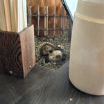 ふじきち - かわいい子がここにも