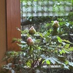 御手打ちそば やま本 - 牡丹の蕾が‼️