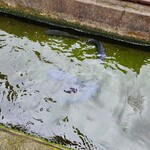 たかおか魚苑 - 