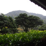 邀月茶坊 - 緑が心地よいオープン席