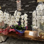 美食酒場 No.19 - 【2026.1.9(金)】開店祝いの花