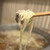 とりなご - 料理写真: