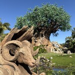 Starbucks - アニマルキングダム