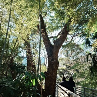 茶寮 五色の杜_1