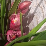 金繭厨華麺飯店 - 蘭の花が綺麗に咲いていましたよ✨