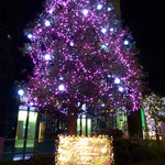 家全七福酒家 SEVENTH SON RESTAURANT - ビルの前のクリスマスイルミネーション