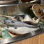 サカバミハマ - 