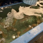 いか天国 - 店内の生簀