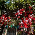 麺処 まるよし商店 - 