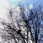 こばや食堂 - 店前の木に猿の親子