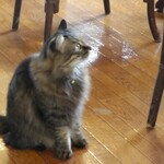 ウエストロード - 看板ﾇｺの、うみちゃん♪＼(^o^)／　