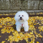 アンティヴィーノ - 金王八幡宮で一枚〜♬