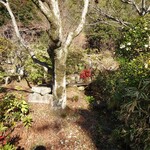 洋食 つばき - お庭