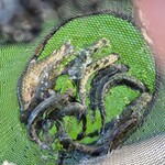 飛騨牛しげむら - 