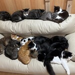 ねこ屋 - 