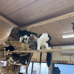 ねこ屋 - 
