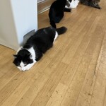 ねこ屋 - 新しいお気に入りの子^ ̳.  ̫ . ̳^