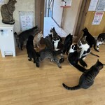 ねこ屋 - 