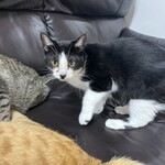 ねこ屋 - 肩に乗ってきた子^ ̳.  ̫ . ̳^