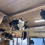 ねこ屋 - 