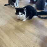 ねこ屋 - 可愛すぎる