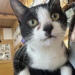 ねこ屋 - コレ肩に乗ってる時^ ̳.  ̫ . ̳^