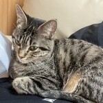 ねこ屋 - 顔の真ん前に身を委ねてくれた子猫ちゃん^ ̳.  ̫ . ̳^