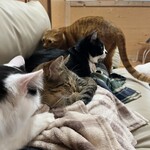 ねこ屋 - 寝転がったら集まってきた^ ̳.  ̫ . ̳^
