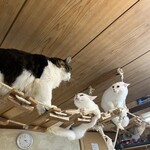 ねこ屋 - 