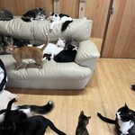 ねこ屋 - 