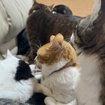 ねこ屋 - 