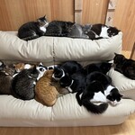 ねこ屋 - 